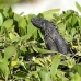 iguana_green_ccr_gc_v_0021_cay1484.jpg